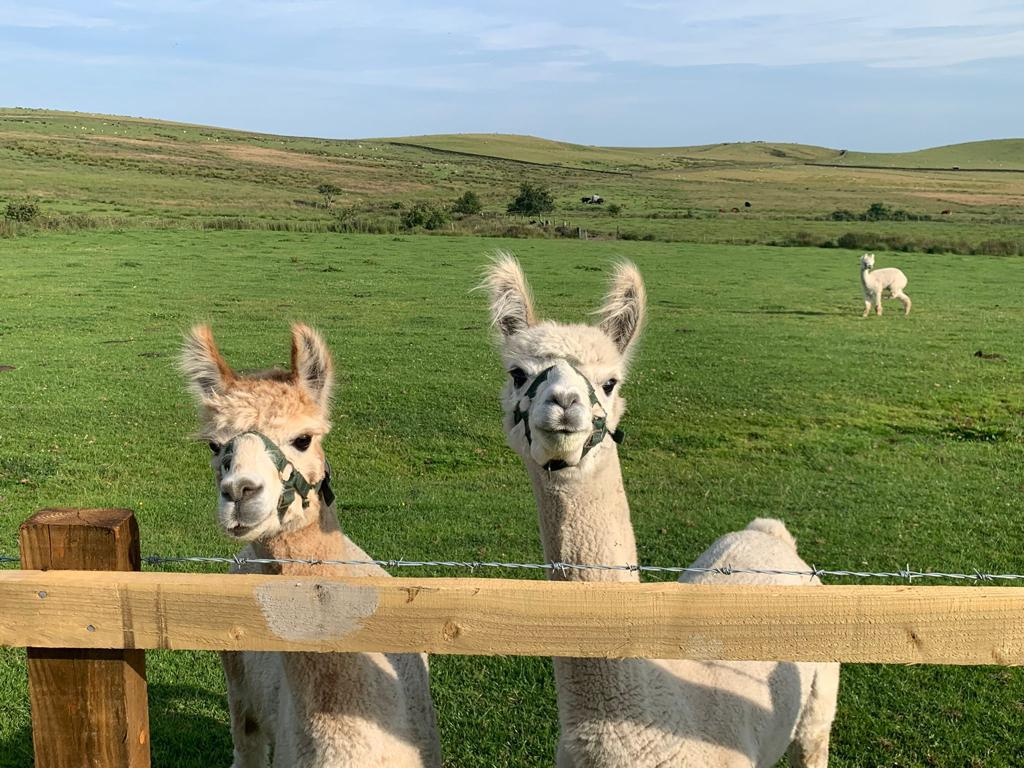 Alpaca Walking in Lancashire